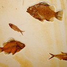 Fossil Aquarium - Detail
