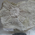 Cidaris Type Sea Urchin