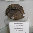Rare Shark Skull - Hybodus Basanus 