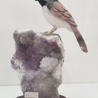 Chickadee