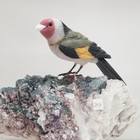 Stiglitz - German Bird Stiglitz - German Bird