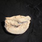 Reverse of Leptauchenia Skull