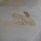 Grasshopper  Fossil