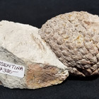 Araucaria Pine Cone
