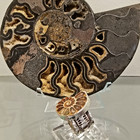 Ammonite Ring Handmade JS50